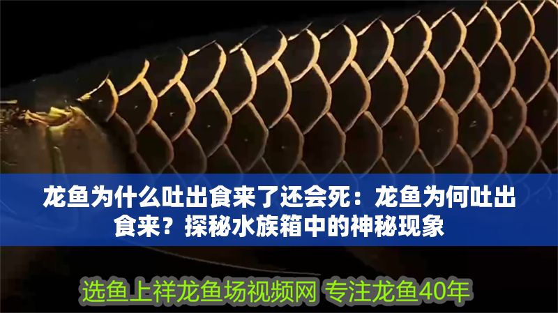 龍魚為什么吐出食來了還會死：龍魚為何吐出食來？探秘水族箱中的神秘現象 龍魚為什么吐出食來了還會死：龍魚為何吐出食來？探秘水族箱中的神秘現象 龍魚百科 第1張