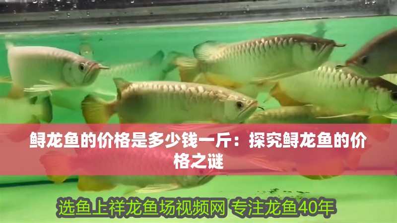 鱘龍魚的價格是多少錢一斤：探究鱘龍魚的價格之謎
