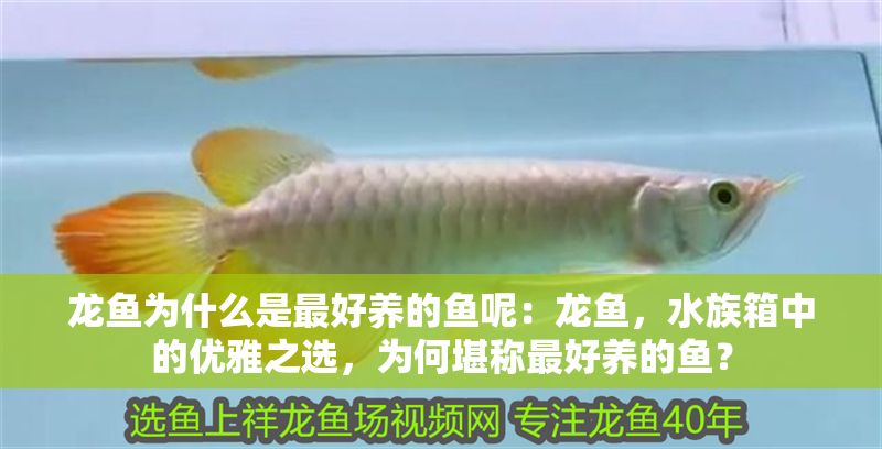 龍魚為什么是最好養的魚呢：龍魚，水族箱中的優雅之選，為何堪稱最好養的魚？