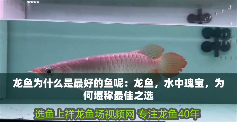 龍魚為什么是最好的魚呢：龍魚，水中瑰寶，為何堪稱最佳之選