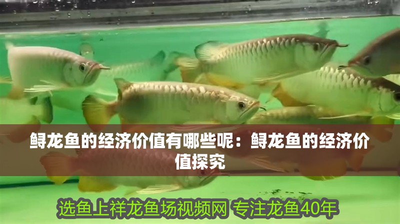 鱘龍魚的經(jīng)濟(jì)價(jià)值有哪些呢：鱘龍魚的經(jīng)濟(jì)價(jià)值探究