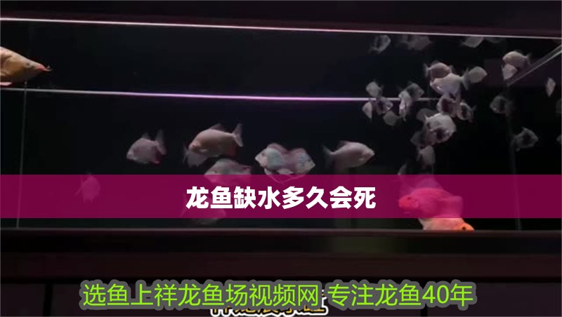 龍魚缺水多久會死