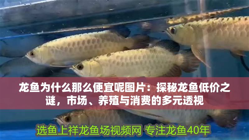 龍魚為什么那么便宜呢圖片：探秘龍魚低價之謎，市場、養殖與消費的多元透視