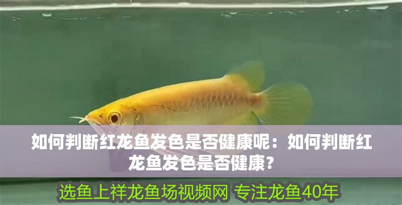 如何判斷紅龍魚發(fā)色是否健康呢：如何判斷紅龍魚發(fā)色是否健康？