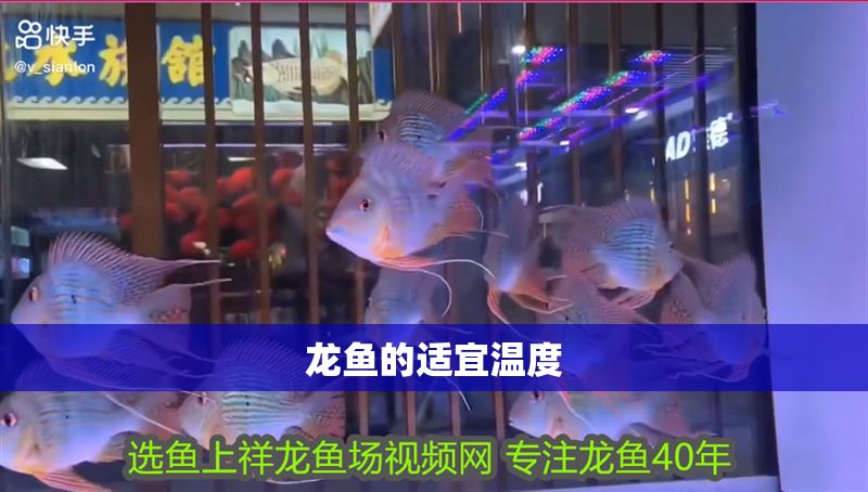 龍魚的適宜溫度
