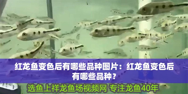 紅龍魚變色后有哪些品種圖片：紅龍魚變色后有哪些品種？