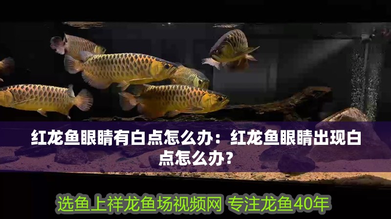 紅龍魚眼睛有白點怎么辦：紅龍魚眼睛出現白點怎么辦？ 紅龍魚眼睛有白點怎么辦：紅龍魚眼睛出現白點怎么辦？ 水族問答