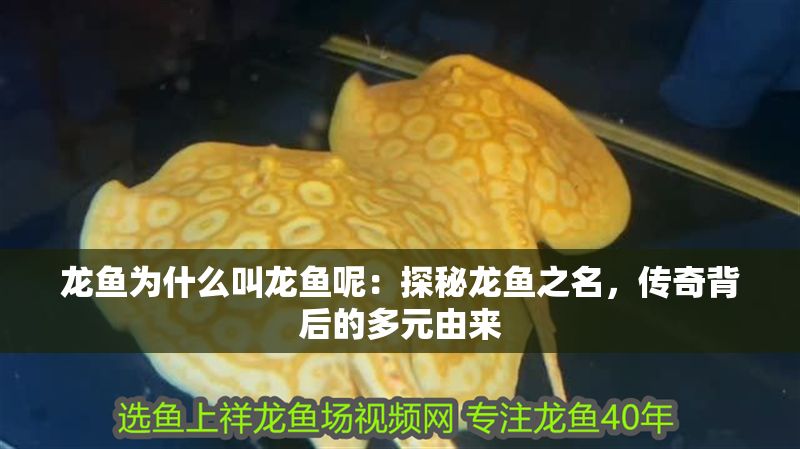 龍魚(yú)為什么叫龍魚(yú)呢：探秘龍魚(yú)之名，傳奇背后的多元由來(lái)
