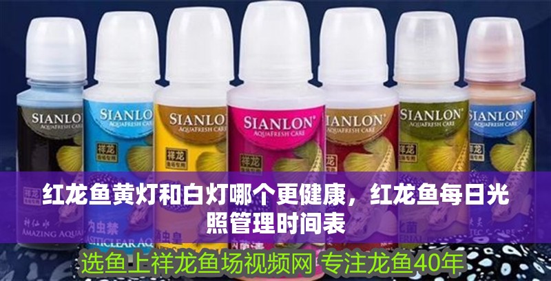 紅龍魚黃燈和白燈哪個更健康，紅龍魚每日光照管理時間表 紅龍魚黃燈和白燈哪個更健康，紅龍魚每日光照管理時間表 龍魚百科