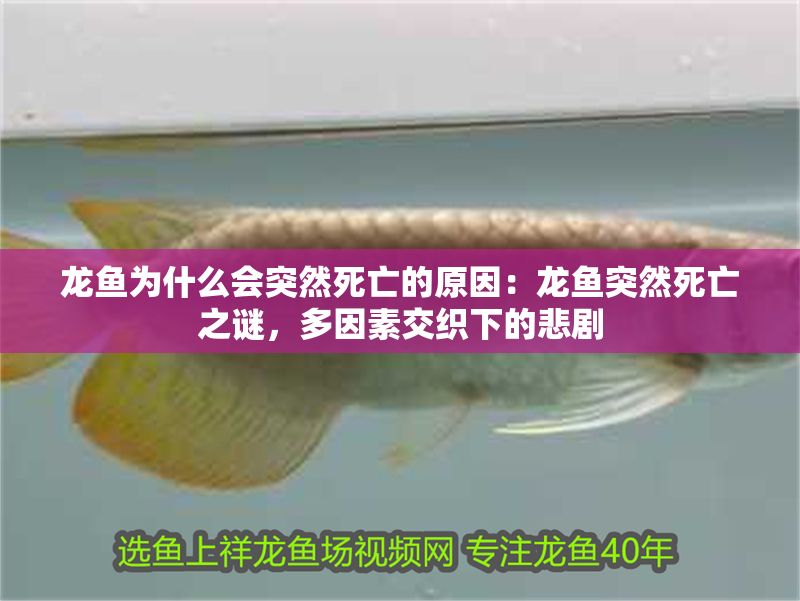 龍魚為什么會突然死亡的原因：龍魚突然死亡之謎，多因素交織下的悲劇