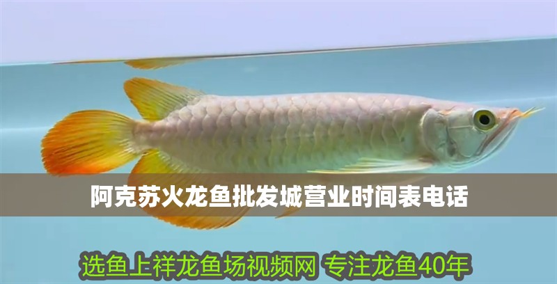 阿克蘇火龍魚批發城營業時間表電話