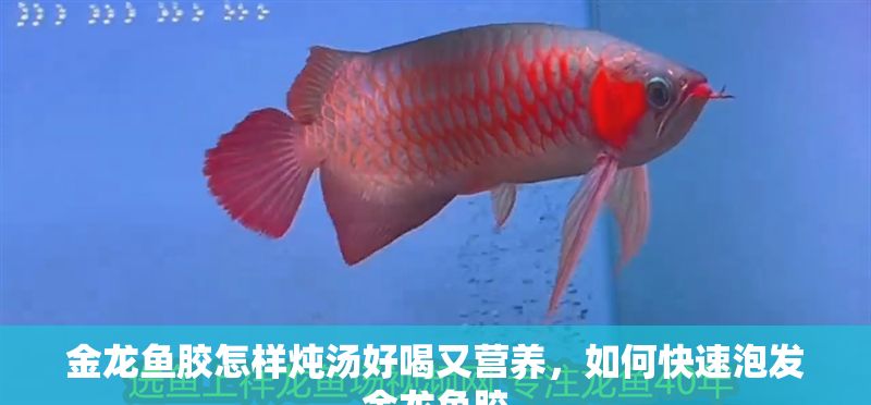 金龍魚膠怎樣燉湯好喝又營養，如何快速泡發金龍魚膠