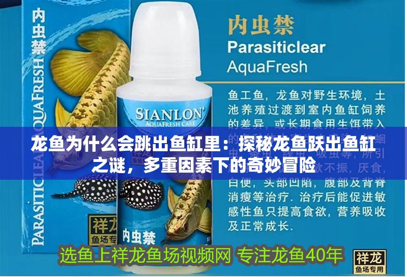 龍魚為什么會跳出魚缸里：探秘龍魚躍出魚缸之謎，多重因素下的奇妙冒險