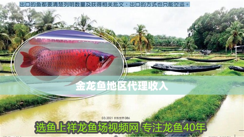 金龍魚地區代理收入