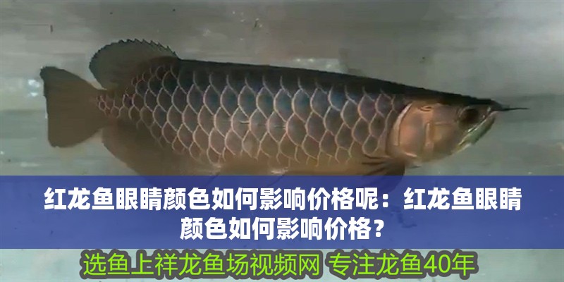 紅龍魚眼睛顏色如何影響價格呢：紅龍魚眼睛顏色如何影響價格？
