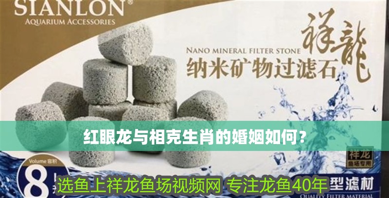 紅眼龍與相克生肖的婚姻如何？ 紅眼龍與相克生肖的婚姻如何？ 龍魚百科