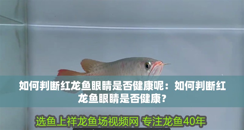 如何判斷紅龍魚眼睛是否健康呢：如何判斷紅龍魚眼睛是否健康？