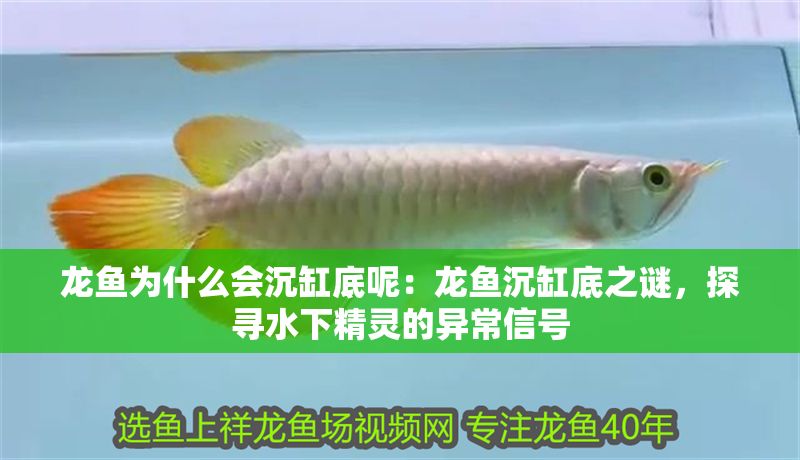 龍魚為什么會(huì)沉缸底呢：龍魚沉缸底之謎，探尋水下精靈的異常信號(hào)