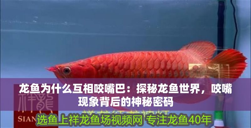 龍魚為什么互相咬嘴巴：探秘龍魚世界，咬嘴現象背后的神秘密碼