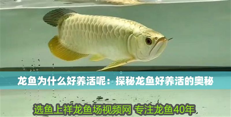 龍魚為什么好養活呢：探秘龍魚好養活的奧秘
