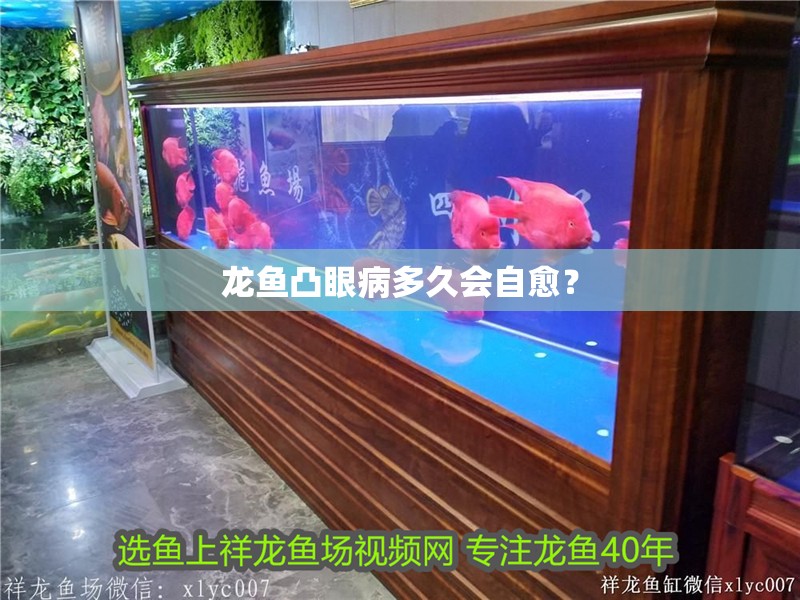 龍魚凸眼病多久會自愈？