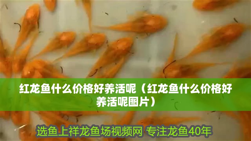 銀龍魚苗養殖注意事項圖片
