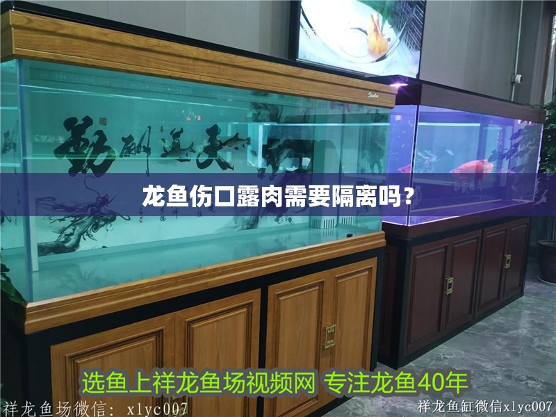 龍魚傷口露肉需要隔離嗎？