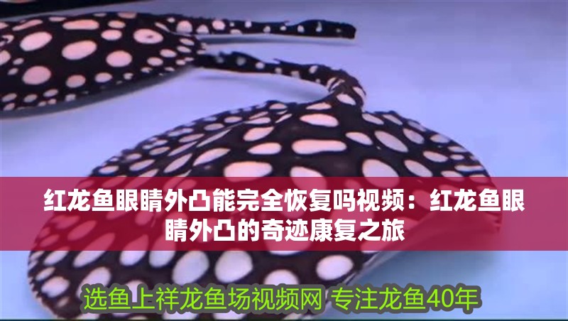 紅龍魚眼睛外凸能完全恢復嗎視頻：紅龍魚眼睛外凸的奇跡康復之旅