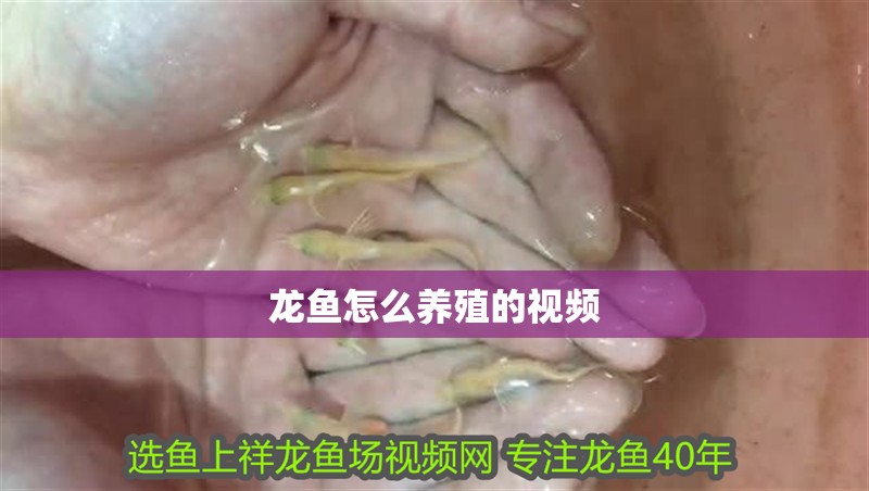 龍魚怎么養(yǎng)殖的視頻