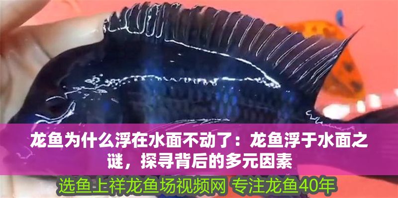 龍魚為什么浮在水面不動了：龍魚浮于水面之謎，探尋背后的多元因素