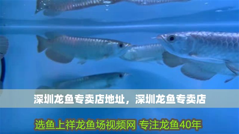 深圳龍魚專賣店地址，深圳龍魚專賣店