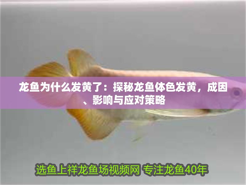 龍魚為什么發黃了：探秘龍魚體色發黃，成因、影響與應對策略