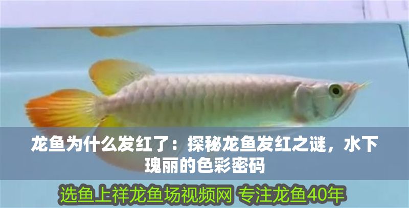 龍魚為什么發紅了：探秘龍魚發紅之謎，水下瑰麗的色彩密碼