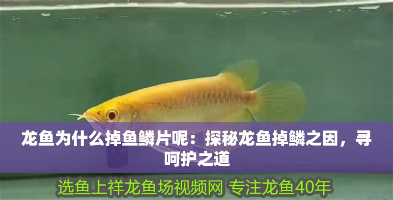 龍魚為什么掉魚鱗片呢：探秘龍魚掉鱗之因，尋呵護之道