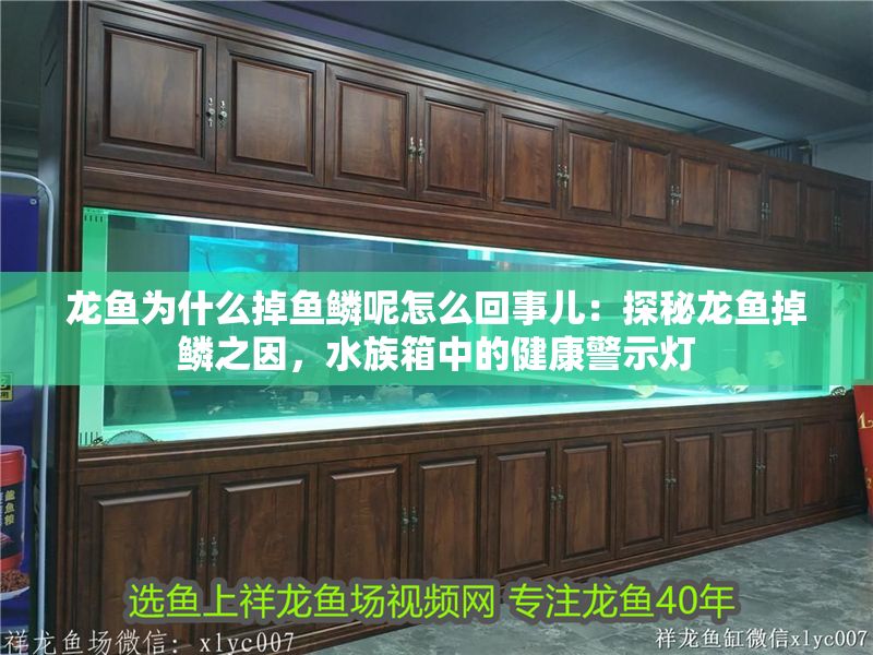 龍魚為什么掉魚鱗呢怎么回事兒：探秘龍魚掉鱗之因，水族箱中的健康警示燈