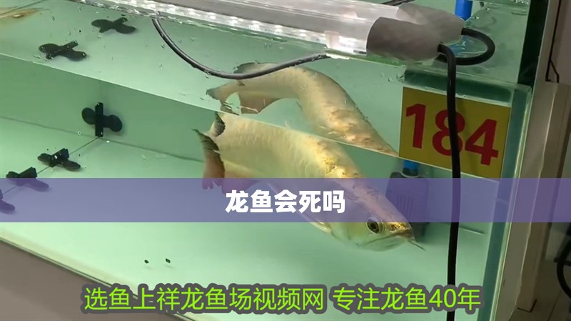 龍魚會死嗎