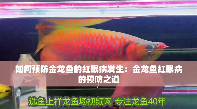 如何預(yù)防金龍魚的紅眼病發(fā)生：金龍魚紅眼病的預(yù)防之道