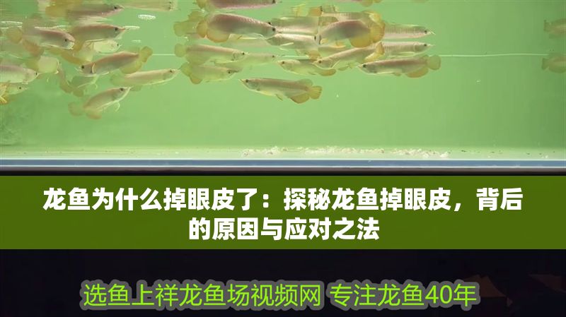 龍魚為什么掉眼皮了：探秘龍魚掉眼皮，背后的原因與應對之法