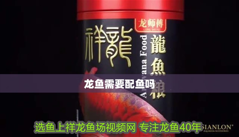 龍魚需要配魚嗎 龍魚需要配魚嗎 龍魚百科