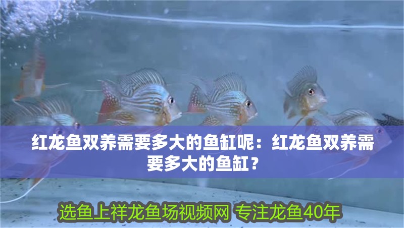 紅龍魚雙養需要多大的魚缸呢：紅龍魚雙養需要多大的魚缸？