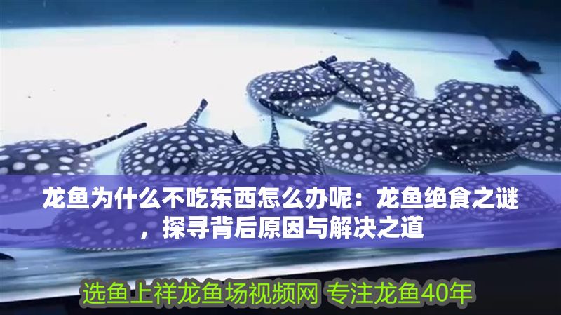龍魚為什么不吃東西怎么辦呢：龍魚絕食之謎，探尋背后原因與解決之道