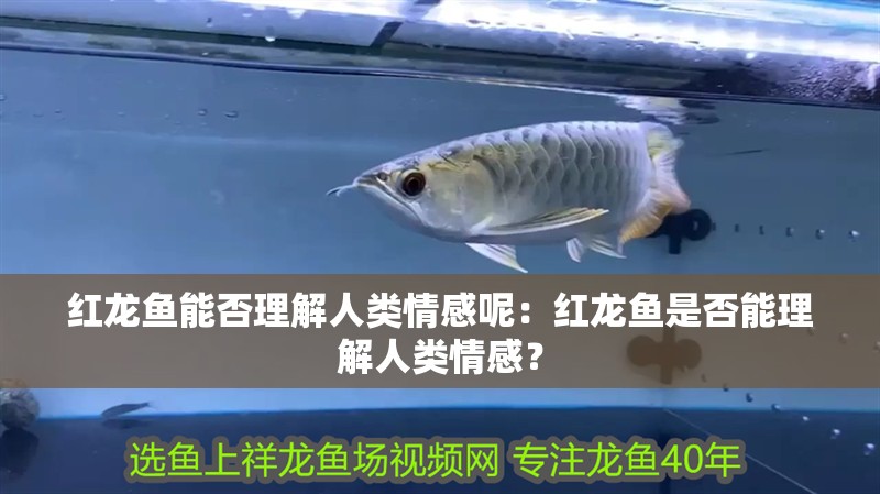 紅龍魚能否理解人類情感呢：紅龍魚是否能理解人類情感？