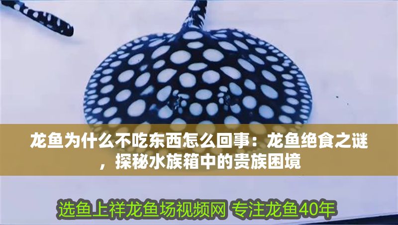 龍魚(yú)為什么不吃東西怎么回事：龍魚(yú)絕食之謎，探秘水族箱中的貴族困境