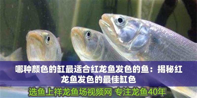 哪種顏色的缸最適合紅龍魚發色的魚：揭秘紅龍魚發色的最佳缸色
