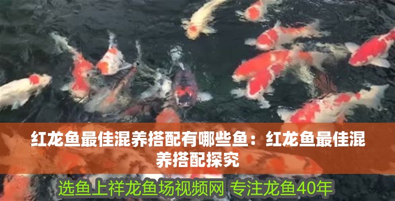 龍魚把魚咬死不吃食了：龍魚不吃食可能是由多種原因引起的