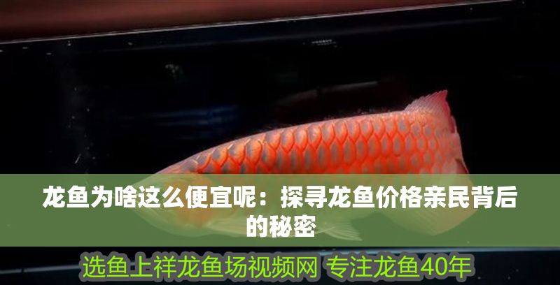 龍魚為啥這么便宜呢：探尋龍魚價(jià)格親民背后的秘密