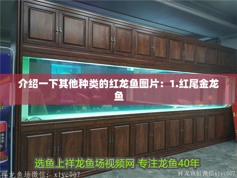 介紹一下其他種類的紅龍魚圖片：1.紅尾金龍魚