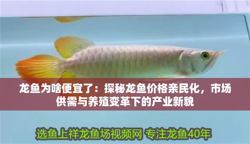 龍魚為啥便宜了：探秘龍魚價格親民化，市場供需與養(yǎng)殖變革下的產(chǎn)業(yè)新貌