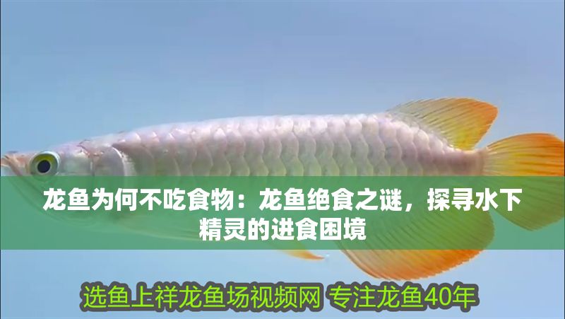 龍魚為何不吃食物：龍魚絕食之謎，探尋水下精靈的進食困境