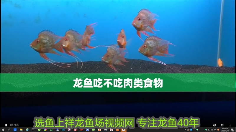 龍魚吃不吃肉類食物